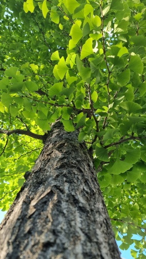 郁郁葱葱银杏树图片